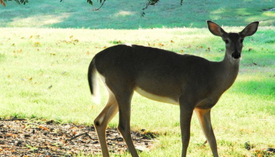 Deer are a beautiful wildlife specimen but have become a garden pest. Deer are a beautiful wildlife specimen but have become a garden pest.