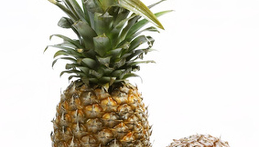 A popular tropical fruit, a pineapple plant can be grown at home. A popular tropical fruit, a pineapple plant can be grown at home.