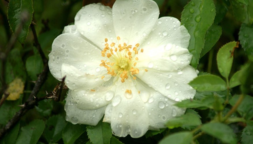 Climbing iceberg roses are perfect for rambling over arbors, fences and trellises in shady spots. Climbing iceberg roses are perfect for rambling over arbors, fences and trellises in shady spots.