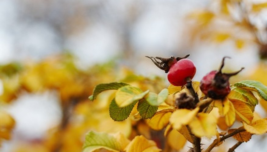 how-to-germinate-rose-seeds-garden-guides