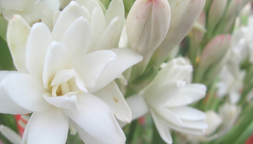 how-to-grow-tuberose-garden-guides