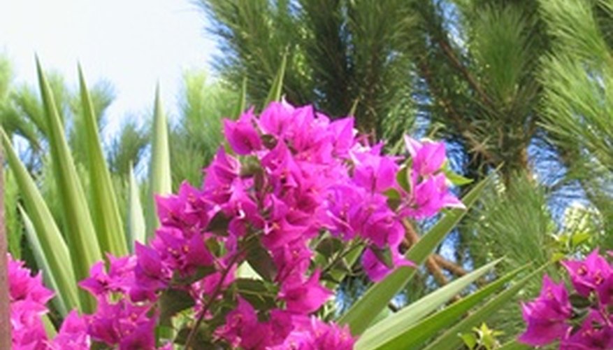 Bougainvillea Bougainvillea