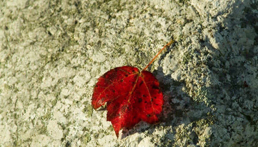 Red maple leaf Red maple leaf