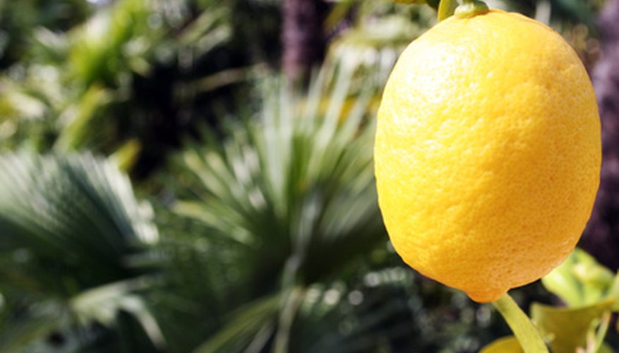 Greece is one of the world's major exporters of lemons. Greece is one of the world's major exporters of lemons.