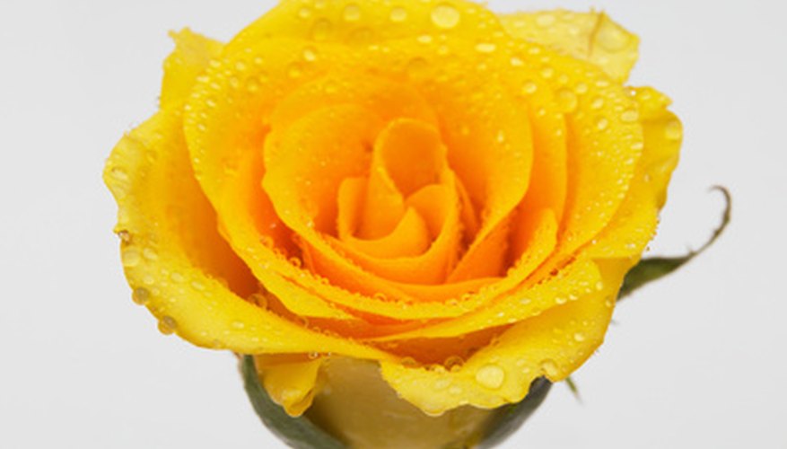 Yellow roses were originally found in the Middle East. Yellow roses were originally found in the Middle East.