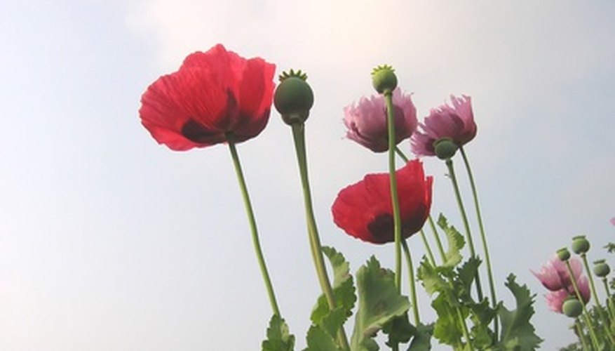 Poppy flowers Poppy flowers