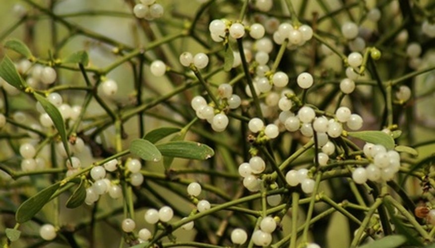 Mistletoe with white berries. Mistletoe with white berries.