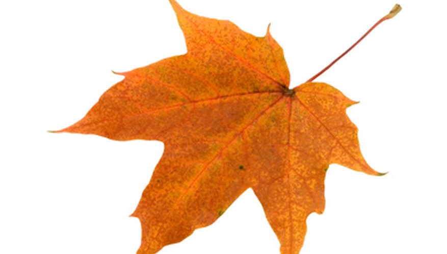 Most maples feature a palmate leaf. Most maples feature a palmate leaf.