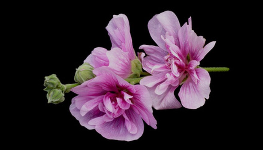 Hollyhock is a great flower for Minnesota Hollyhock is a great flower for Minnesota