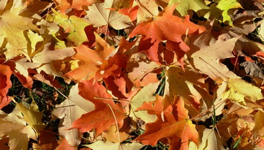 Autumn leaves get their color because chlorophyll disappears. Autumn leaves get their color because chlorophyll disappears.