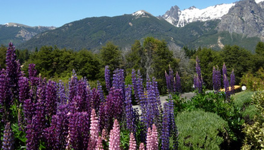Lupins provide a beautiful and unique look to any setting. Lupins provide a beautiful and unique look to any setting.