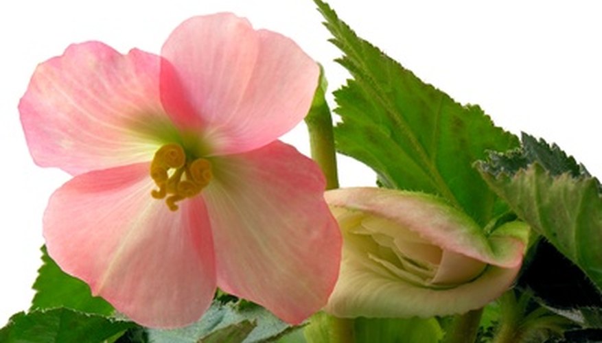 Begonias come in many colors, including pink. Begonias come in many colors, including pink.