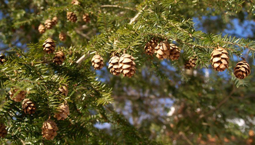 Hemlock cones work well in potpourri along with dried flowers because they are small. Hemlock cones work well in potpourri along with dried flowers because they are small.