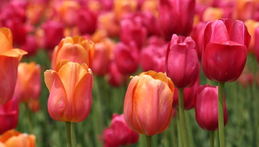Plant bulbs for spring growth as late as December. Plant bulbs for spring growth as late as December.