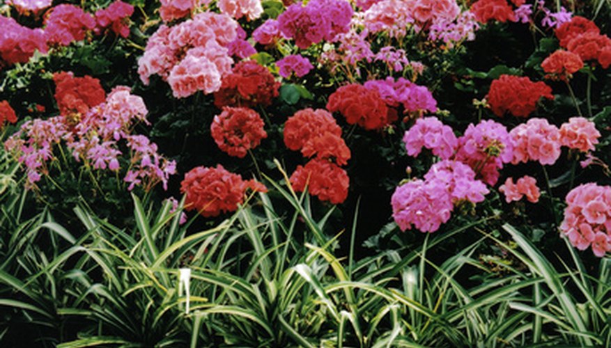 Pelargoniums and geraniums belong to the Geraniaceae family. Pelargoniums and geraniums belong to the Geraniaceae family.