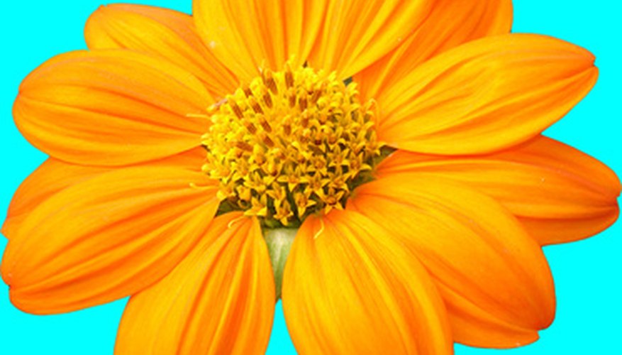 Annual Cosmos are easier to grow than the perennial type Annual Cosmos are easier to grow than the perennial type