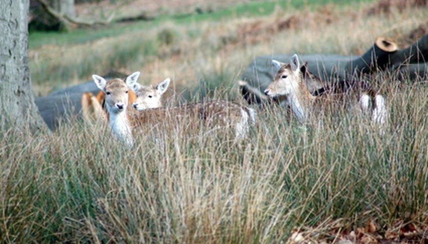 Deer searching for a good meal. Deer searching for a good meal.