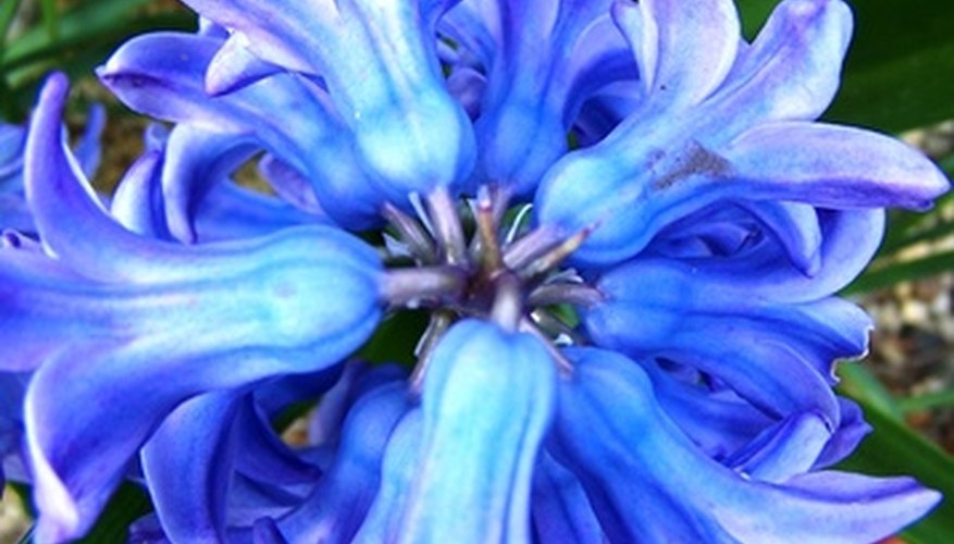 The hyacinth brings blue to the spring garden. The hyacinth brings blue to the spring garden.