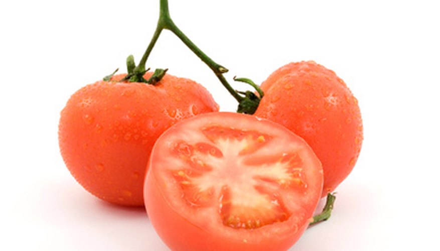 Ensure a healthy tomato crop by selecting blight-resistant varieties. Ensure a healthy tomato crop by selecting blight-resistant varieties.