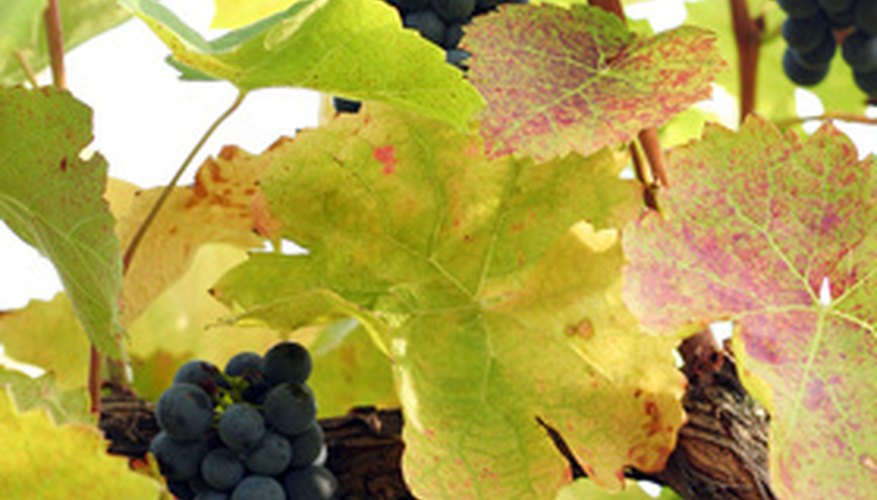 Grape vines are prone to many diseases, pests and other problems. Grape vines are prone to many diseases, pests and other problems.