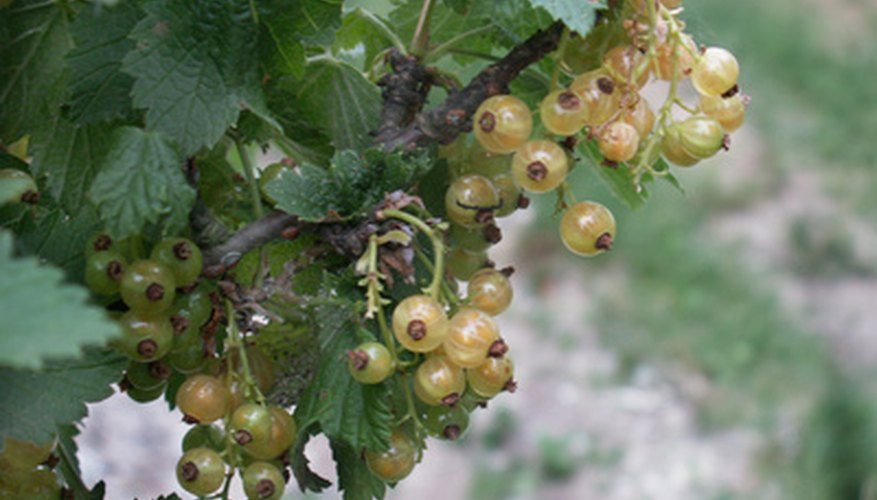 White currants are similar to what Lewis found. White currants are similar to what Lewis found.