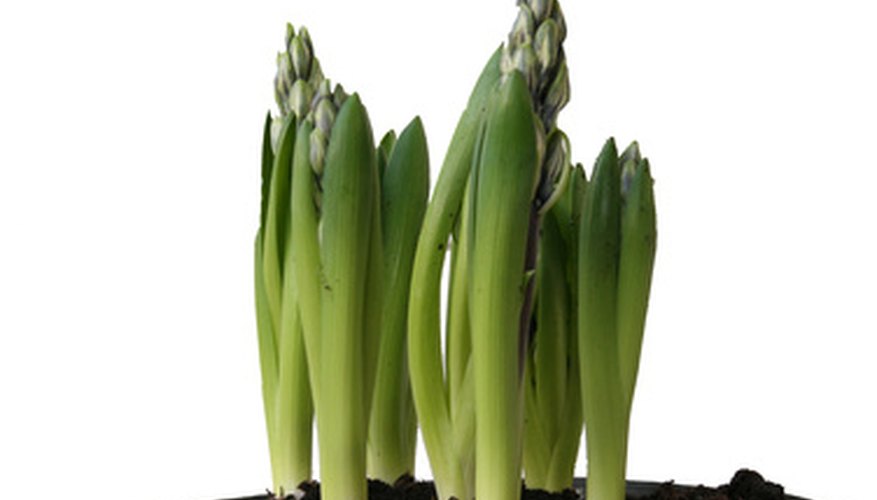 Spring bulbs can be planted in a pot as well as in the ground. Spring bulbs can be planted in a pot as well as in the ground.