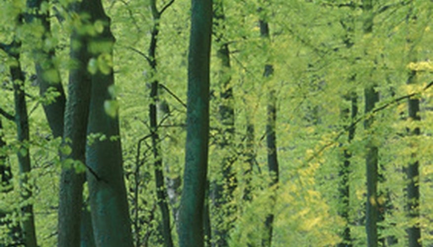 Weeping beech trees are the most similar to weeping willows in size. Weeping beech trees are the most similar to weeping willows in size.