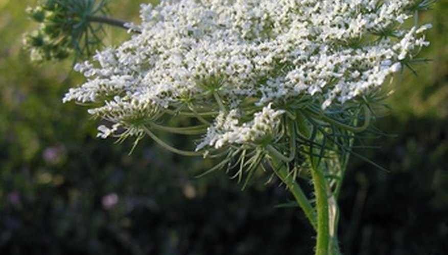 Is it wild carrot or poison hemlock? Is it wild carrot or poison hemlock?