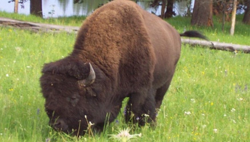 Buffalo in grass. Buffalo in grass.