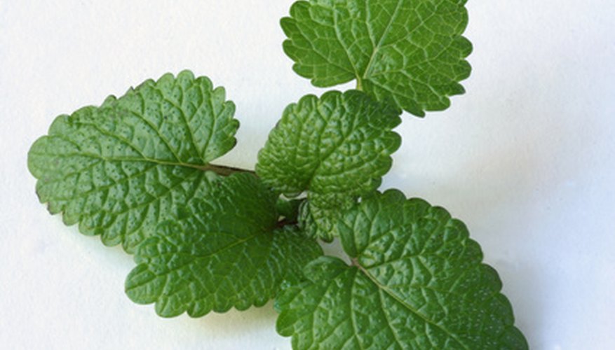 how-to-use-lemon-balm-leaves-garden-guides