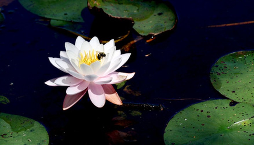 Some water lilies are native to North America. Some water lilies are native to North America.
