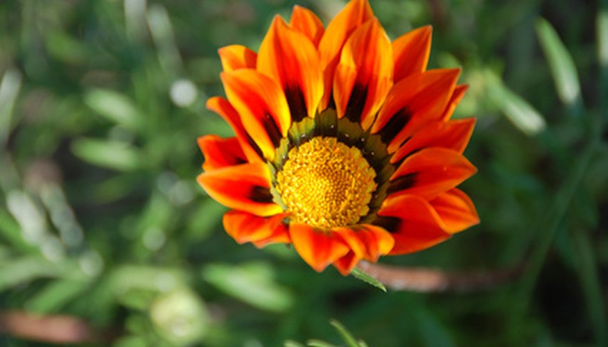 Plant gazania daisies as a flowering annual. Plant gazania daisies as a flowering annual.