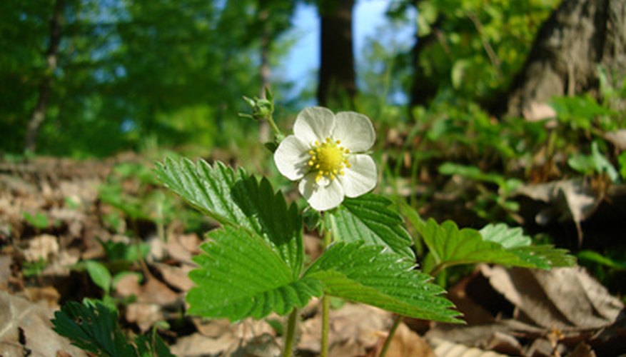 Keeping the area weed-free is essential. Keeping the area weed-free is essential.