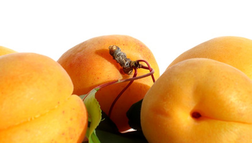 Preserve your apricots for later use. Preserve your apricots for later use.