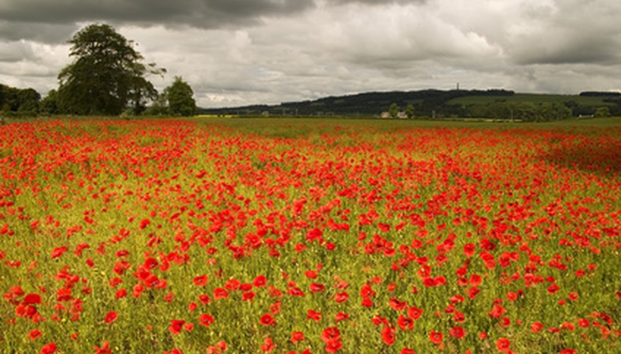 Poppies are favorite Tuscan flowers. Poppies are favorite Tuscan flowers.