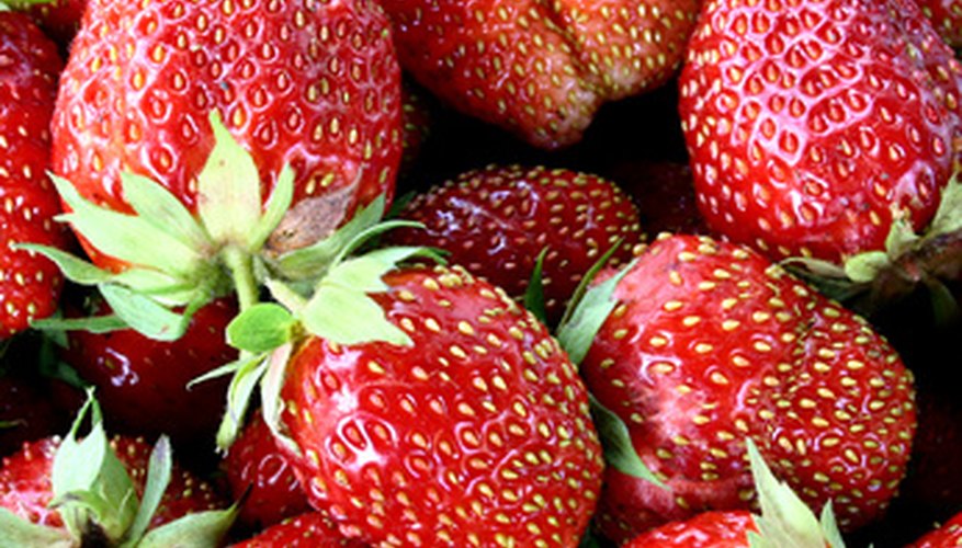 Strawberries can produce an abundance of fruit. Strawberries can produce an abundance of fruit.