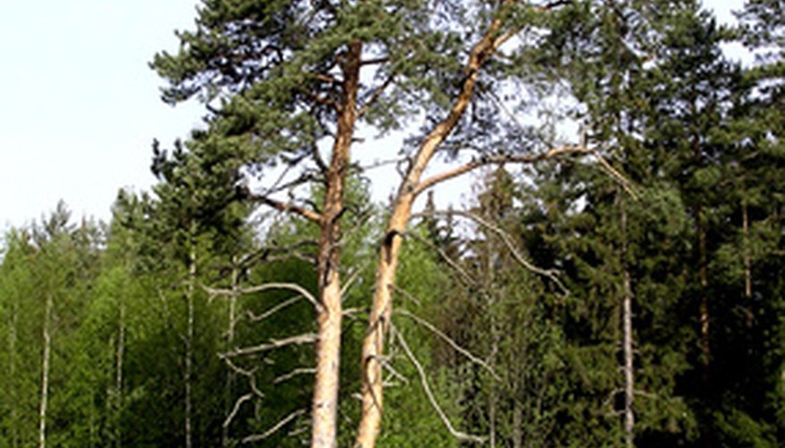Mature pine tree. Mature pine tree.