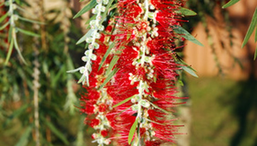 Brilliant red flower spikes are characteristic of the bottle brush tree. Brilliant red flower spikes are characteristic of the bottle brush tree.