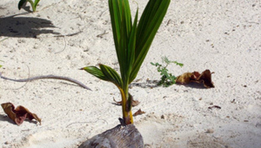 Hawaiian coconuts fall from the tree and readily propagate. Hawaiian coconuts fall from the tree and readily propagate.