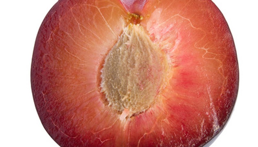 Santa Rosa plums feature sweet, red flesh. Santa Rosa plums feature sweet, red flesh.