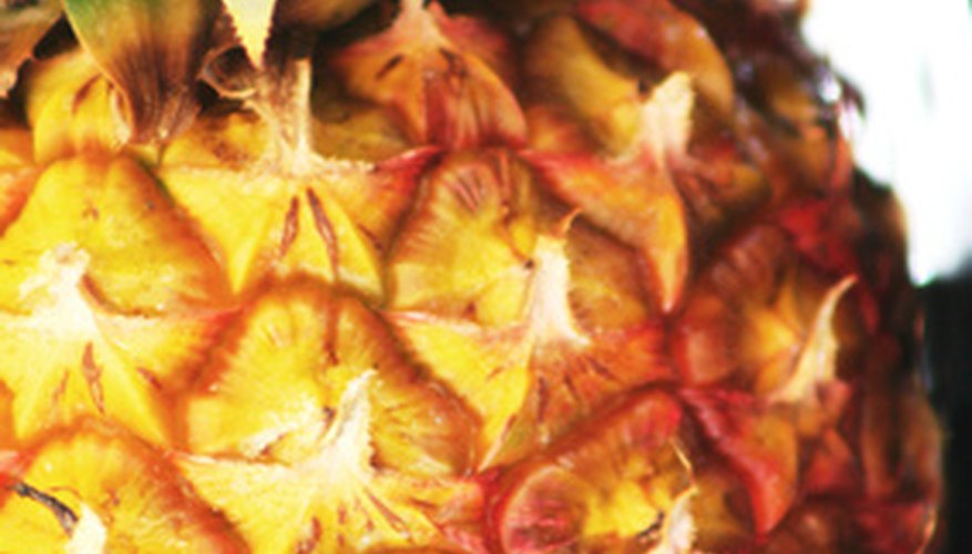 Pineapples do not require much water. Pineapples do not require much water.