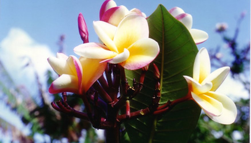 Blooming plumeria tree Blooming plumeria tree
