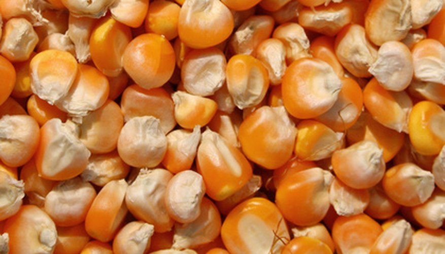 how-to-soak-corn-seeds-before-planting-garden-guides