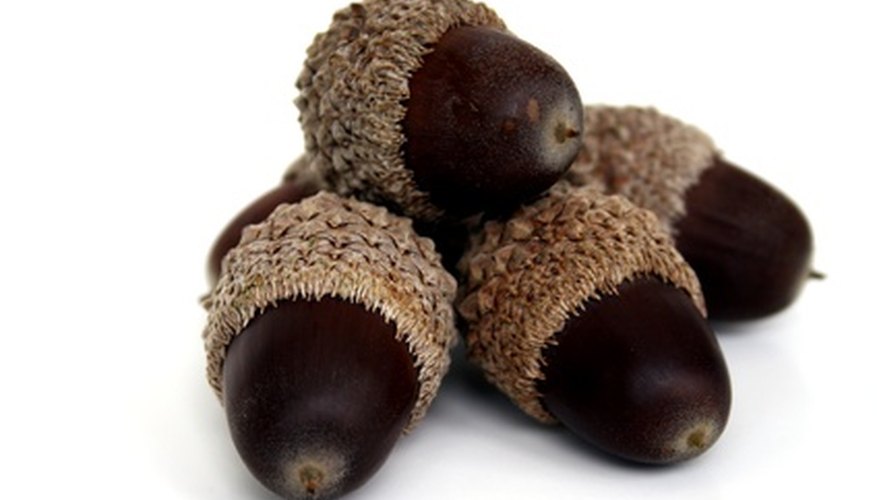Water oak acorns (Quercus nigra) Water oak acorns (Quercus nigra)