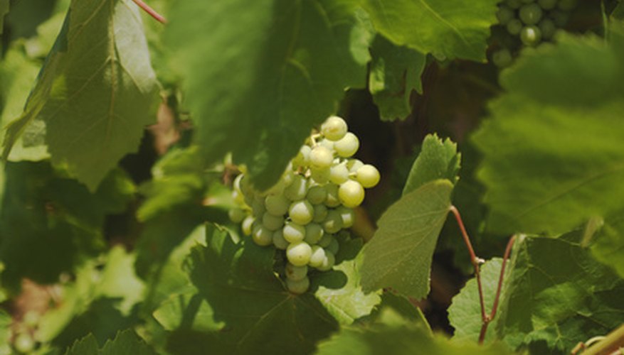 Diseases of grape vines can lead to crop loss. Diseases of grape vines can lead to crop loss.