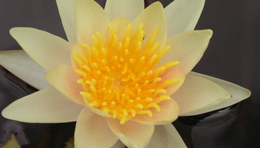 Water lilies are religious and cultural symbols. Water lilies are religious and cultural symbols.