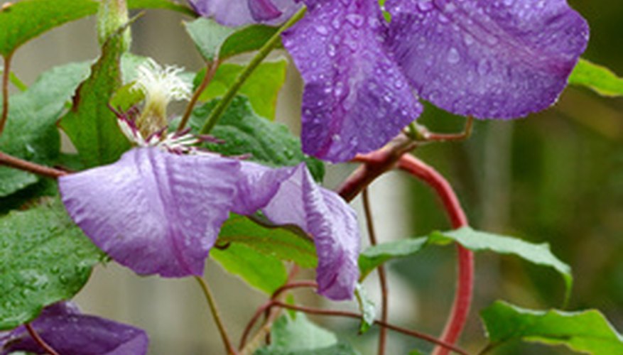 Clematis jackmanii is in full bloom in August. Clematis jackmanii is in full bloom in August.