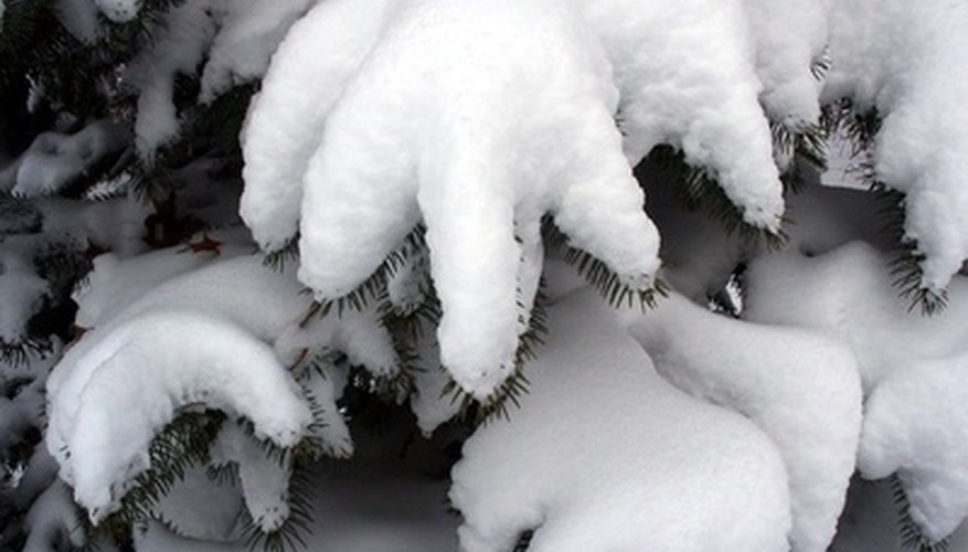 Snow is not every flower's nightmare. Snow is not every flower's nightmare.
