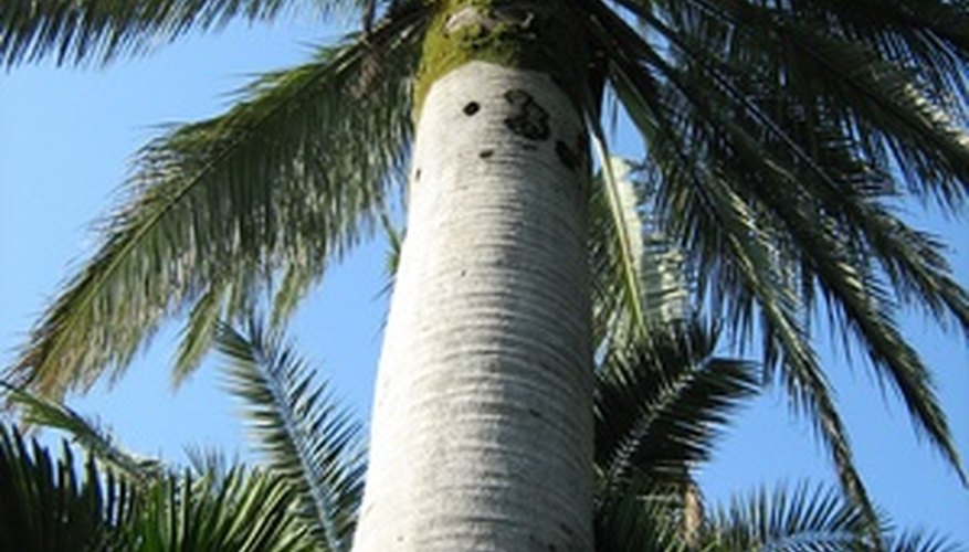 Palm Palm