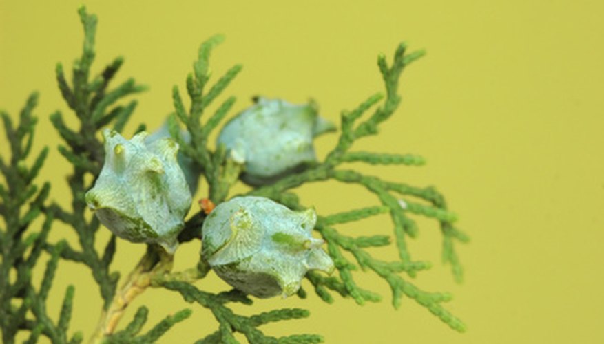 Junipers are good evergreens in North Texas Junipers are good evergreens in North Texas